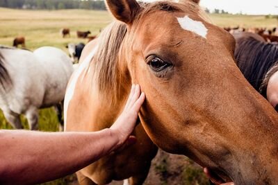 A Grazing Life farm experience
